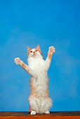 CAT 01 KH0005 01
Orange Tabby Turkish Angora Sitting Up Paws Spread Studio