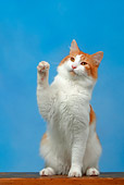 CAT 01 KH0006 01
Longhaired Orange Tabby Japanese Bobtail Sitting Paw Raised Studio
