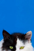 CAT 01 KH0039 01
Head Shot Of Black And White Long-Haired Cat In Greek Islands