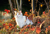 CAT 01 KH0041 01
Turkish Van Cat Sitting In Foliage