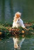 CAT 01 KH0042 01
Turkish Van Cat Standing By Water