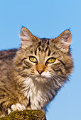 CAT 01 KH0043 01
Portrait Of Young Tabby Cat Sitting On Woodpile