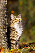 CAT 01 KH0047 01
Young Tabby Cat Sitting By Cherry Tree In Autumn