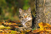 CAT 01 KH0048 01
Young Tabby Cat Resting By Cherry Tree In Autumn