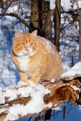 CAT 01 LS0007 01
Orange Longhair Tabby Cat Sitting On Snowy Log