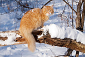 CAT 01 LS0008 01
Orange Longhair Tabby Cat Sitting On Snowy Log