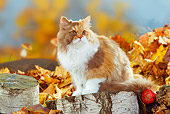 CAT 01 PE0002 01
British Longhair Cat Sitting On Stump By Fallen Leaves