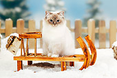 CAT 01 PE0006 01
Birman Blue Point Cat Sitting On Sled In Snow