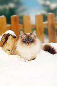 CAT 01 PE0007 01
Neva Masquerade Siberian Cat Laying In Snow By Fence