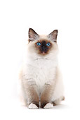 CAT 01 PE0008 01
Birman Blue Point Sitting On White Seamless
