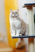 CAT 01 PE0010 01
British Longhair Cat Sitting On Cat Post