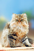 CAT 01 PE0011 01
British Longhair Sitting On Rug
