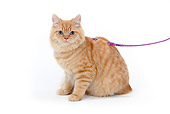 CAT 01 PE0012 01
British Longhair With Pink Leash Sitting On White Seamless