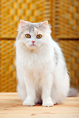CAT 01 PE0013 01
Portrait Of British Longhair Sitting On Wood Floor