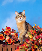 CAT 01 RK0015 09
Ruddy Somali Sitting By Fall Arrangement