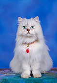 CAT 01 RK0047 02
Persian Shaded Silver Sitting