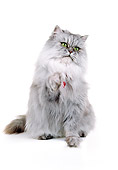 CAT 01 RK0057 18
Silver Shaded Persian With Red Collar Sitting One Paw Reaching Out White Seamless Background
