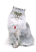 CAT 01 RK0057 21
Silver Shaded Persian With Red Collar Sitting One Paw Reaching Out White Seamless Background