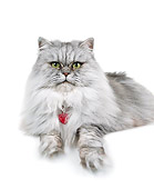 CAT 01 RK0080 04
Persian Shaded Silver Laying On White Seamless Studio