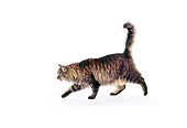 CAT 01 RK0099 07
Forest Norwegian Blue Tabby And White Walking On Seamless Studio