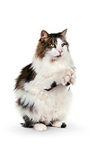 CAT 01 RK0105 05
Gray And White Cat On Hind Feet Seamless Studio
