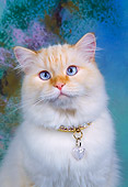 CAT 01 RK0111 04
Cream And White Longhair Cat Studio