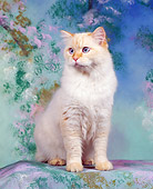 CAT 01 RK0113 04
Gold Longhair 