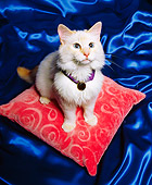 CAT 01 RK0123 22
Cream And White Cat On Pillow