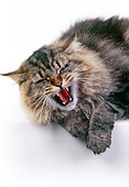 CAT 01 RK0162 09
Head Shot Of Tabby Cat Laying Hissing