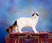 CAT 01 RK0217 03
Turkish Van Standing On Rug Studio