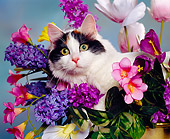 CAT 01 RK0219 13
Turkish Van Sitting In Planter Of Flowers