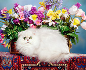 CAT 01 RK0221 02
Persian Chinchilla By Flowers