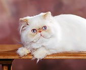 CAT 01 RK0228 05
Himalayan Cream Point Laying Studio