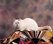 CAT 01 RK0249 05
Turkish Angora Cream Classic Tabby And White Studio