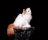 CAT 01 RK0265 07
Persian Calico Van Sitting On Pedestal Studio