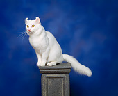 CAT 01 RK0270 02
American Curl White Sitting On Pedestal Studio