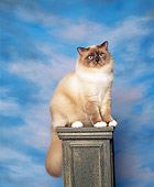 CAT 01 RK0273 05
Birman Blue Point Sitting On Pedestal Studio