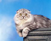 CAT 01 RK0274 03
Scottish Fold Black Smoke And White Laying On Pedestal Studio