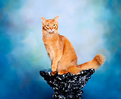 CAT 01 RK0278 08
Somali Sorrel Sitting On Pedestal Studio