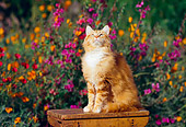 CAT 01 RK0288 07
Orange And White Cat Sitting On Wooden Table In Flower Garden