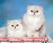 CAT 01 RK0295 09
Persian Shaded Silver Cats On Pedestal Studio