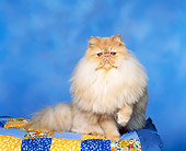 CAT 01 RK0303 07
Cream Tabby Persian Sitting On Blue Quilt Facing Camera Blue Background