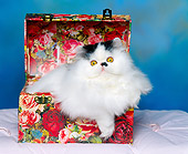 CAT 01 RK0306 01
Head Shot Of Persian Black And White In Box Studio