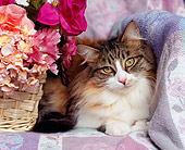 CAT 01 RK0315 02
Head Shot Of Calico Laying By Basket Of Flowers