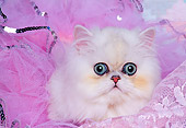CAT 01 RK0324 04
Head Shot Of Persian Cream In Pink Tutu