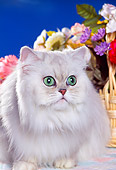 CAT 01 RK0336 16
Head Shot Of Shaded Silver Persian By Flowers