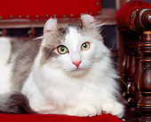 CAT 01 RK0351 01
Head Shot Of American Curl Brown Mackerel Tabby And White Laying Studio