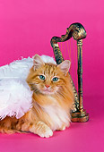 CAT 01 RK0355 01
Head Shot Of Cream And White Longhair Laying By Harp Pink Seamless