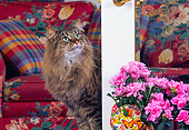 CAT 01 RK0374 02
Tabby Cat Peeking Around Door By Flowers