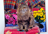 CAT 01 RK0375 03
Tabby Cat Sitting On Foot Rest By Flowers
